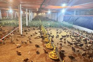 Tìm đủ cách giải nhiệt cho vật nuôi