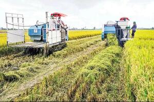 Cần Thơ: Nông dân 'trúng đậm' nhờ mô hình trồng lúa giảm phát thải