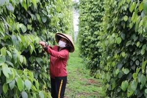 Giá tiêu hôm nay 1/8/2024: Giá tiêu sẽ có những biến động mạnh trong tháng 8