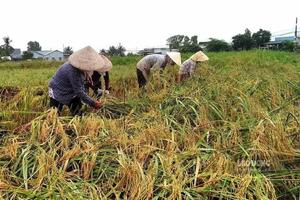Đồng bằng sông Cửu Long: Nông dân gặp khó do chi phí sản xuất lúa gạo tăng cao