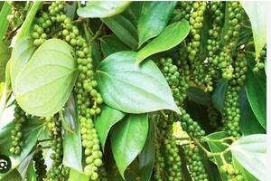 Giá nông sản hôm nay 15/8/2024: Tiêu tăng 2 ngày liên tiếp; giá cau cao gấp 10 lần năm ngoái