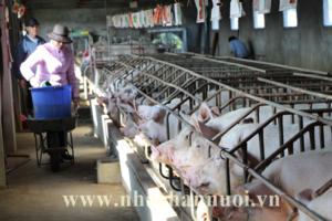 Giá sản phẩm chăn nuôi (giá tại trại) cả nước ngày 13/08/2024