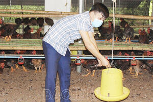 Giá thức ăn chăn nuôi tăng, nhiều hộ chăn nuôi ở Đồn Xá gặp khó khăn