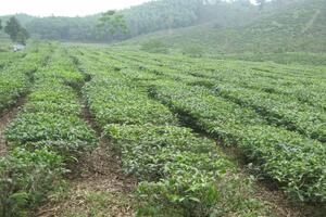 Hà Giang: Xây dựng chuỗi giá trị cho các sản phẩm nông sản địa phương