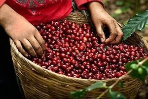 Cà phê - mặt hàng nông sản có giá xuất khẩu tăng cao nhất trong nửa đầu tháng 8