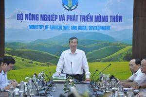 Trung Quốc sắp sang kiểm tra vùng trồng dừa tươi xuất khẩu của Việt Nam