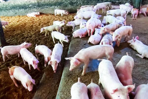 Giá sản phẩm chăn nuôi (giá tại trại) cả nước ngày 08/10/2024