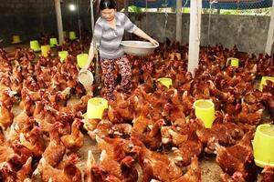 Giá sản phẩm chăn nuôi (giá tại trại) cả nước ngày 05/11/2024