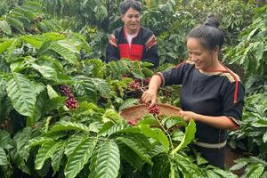 Giá cà phê hôm nay 6/12/2024: Giá cà phê trong nước bật tăng trở lại
