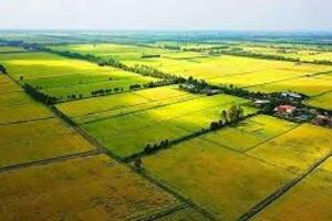 Quy định mức nộp tiền để Nhà nước bổ sung diện tích đất chuyên trồng lúa bị mất