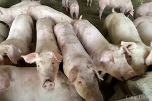 Giá heo hơi hôm nay 7/12/2024: Biến động trái chiều ở một số địa phương