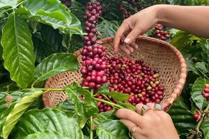Giá cà phê hôm nay 7/12/2024: Giá cà phê trong nước tiếp tục đà tăng mạnh