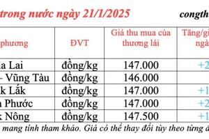 Dự báo giá tiêu ngày mai 22/1/2025, trong nước tăng cao