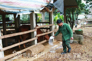 Thái Nguyên: Ngành chăn nuôi duy trì đà tăng trưởng