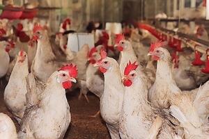 Hà Nội: Nhân rộng các mô hình chăn nuôi ứng dụng công nghệ cao