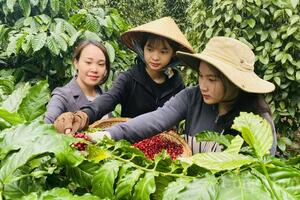 Giá cà phê hôm nay 27/3/2025 thị trường quay đầu giảm