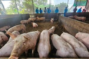 Vĩnh Phúc đề nghị sửa đổi, bổ sung Luật Chăn nuôi