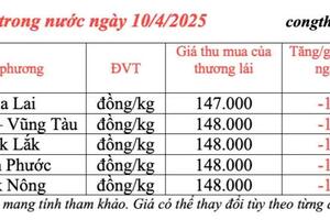 Giá tiêu hôm nay 10/4/2025, thị trường cao nhất 148.000 đồng/kg