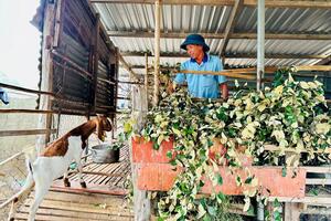 Phong Phú: Hiệu quả chăn nuôi dê, cừu sinh sản