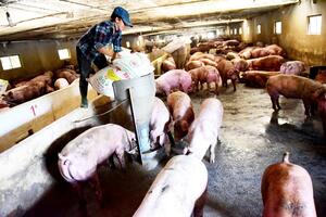 Hơn 1,8 ngàn trang trại chăn nuôi tham gia truy xuất nguồn gốc