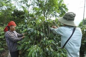 Điện Biên 'đánh thức' giá trị bản địa bằng chuỗi liên kết nông nghiệp