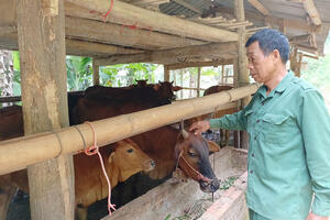 Mô hình chăn nuôi bò lai an toàn, khép kín