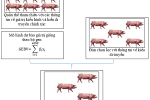 Lợi ích của việc chọn lọc theo bộ gen (genomic selection) trong chăn nuôi