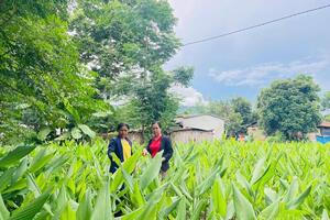 Quảng Ngãi: Hiệu quả chuỗi liên kết tiêu thụ sản phẩm vùng dân tộc