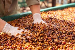 Cà phê Gia Lai ‘khoác áo’ đặc sản, vươn mình ra thế giới