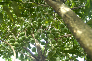 Nâng giá trị quả mắc ca, tăng thu nhập cho bà con dân tộc thiểu số