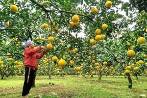 Phú Thọ: Chính sách mở lối, đồng bào dân tộc gieo mùa xanh
