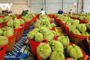 Tin Công Thương 14/8: Xuất khẩu rau quả Việt Nam tăng trưởng