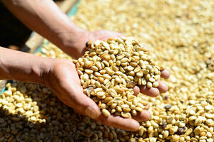 Giá cà phê Robusta tăng hơn 3% lên mức 3.814 USD/tấn