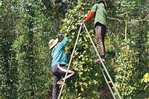 Giá tiêu hôm nay 16/8/2025: Trong nước tăng trở lại