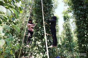 Giá tiêu hôm nay 19/8/2025: Giữ vững mốc 143.000 đồng/kg