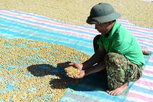 Giá cà phê hôm nay 21/8/2025: Trong nước tăng mạnh, vượt mốc 121.000 đồng/kg