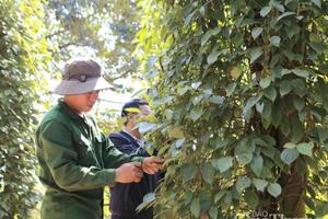 Giá tiêu hôm nay 20/8/2025: Trong nước ổn định