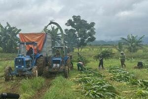 Trồng ngô làm thức ăn chăn nuôi phù hợp với vùng đất Cát Tiên