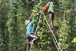 Giá tiêu hôm nay 26/8/2025: Trong nước tăng mạnh 2.000 đồng/kg