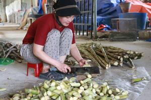 Nuôi hơn 1.000 con dúi, lãi tiền tỷ, ít rủi ro