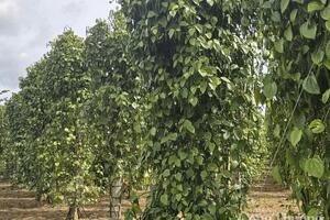 Giá tiêu hôm nay 29/8/2025: Nội địa tăng mạnh 2.000 đồng/kg