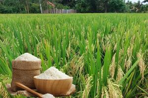 Giá lúa gạo hôm nay ngày 1/9: Thị trường lặng sóng