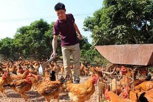 Nhu cầu dinh dưỡng gà lông màu theo tiêu chuẩn Trung Quốc: Nhóm gà đẻ trứng