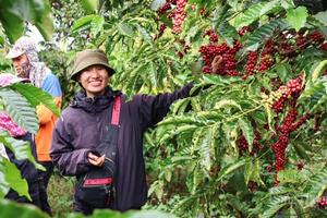 Nông dân Gia Lai phấn khởi vào vụ thu hoạch cà phê