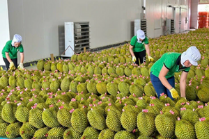 Gỡ ‘nút thắt’ kiểm nghiệm, xuất khẩu sầu riêng thông suốt trở lại