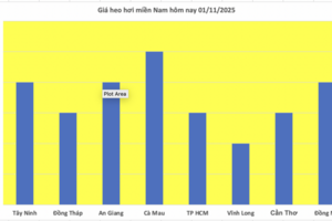 Giá heo hơi hôm nay 01/11/2025: Giảm nhẹ tại miền Bắc, miền Trung