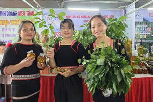 Quảng Ngãi: Lấy OCOP làm động lực nâng tầm sản phẩm nông nghiệp