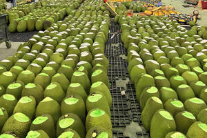 Giá mít tươi tăng, rộng cửa vào thị trường Trung Quốc