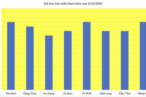 Giá heo hơi hôm nay 3/12/2025: Tăng mạnh đến 4.000 đồng/kg
