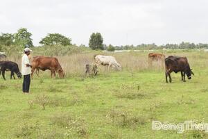 Đồng Tháp: Phấn đấu tiêm phòng vắc xin bệnh viêm da nổi cục trên 80% tổng đàn trâu, bò